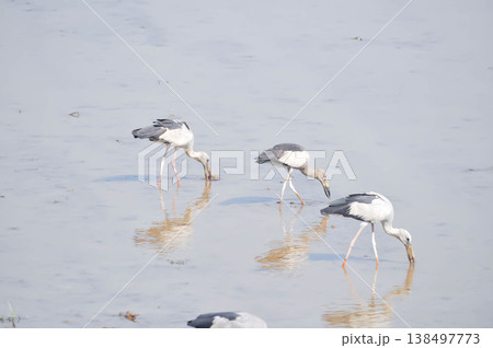 Anastomus oscitans, Asian openbill or Asian Openbill stork or Ciconia boyciana or  Oriental stork or bird 138497773