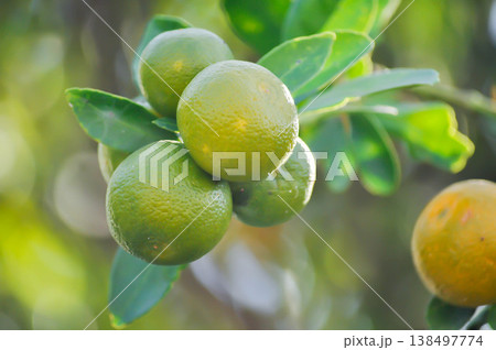 Citrus japonica Thunb or Kumquat , Kumquat plant or Cumquats or Citrus Japonica Thunb or RUTACEAE or orange plant with fruit 138497774