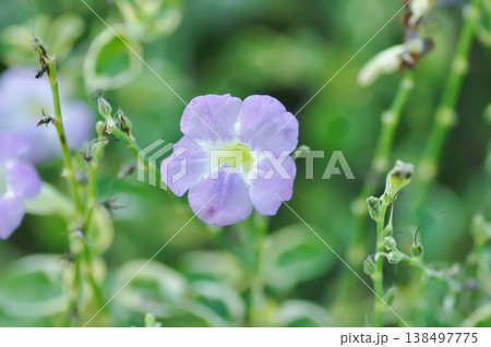 Asystasia gangetica or Asystasia gangetica St Johns or Ganges Primrose, Ganges River asystacia or Chinese violet or purple flower 138497775