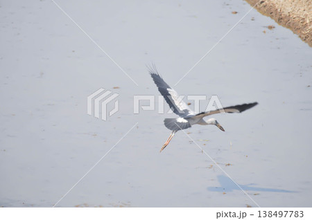 Anastomus oscitans, Asian openbill or Asian Openbill stork or Ciconia boyciana or  Oriental stork or bird 138497783