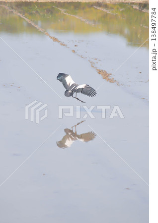Anastomus oscitans, Asian openbill or Asian Openbill stork or Ciconia boyciana or  Oriental stork or bird 138497784