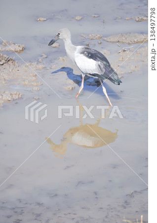 Anastomus oscitans, Asian openbill or Asian Openbill stork or Ciconia boyciana or  Oriental stork or bird 138497798