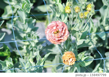 Eustoma grandiflorum Raf Shinners or Eustoma russellianum Hook G Don or GENTIANACEAE or lisianthus or Prairie Gentian or orange flower or brown flower Eustoma grandiflorum Raf Shinners or Eustoma russellianum Hook G Don or GENTIANACEAE or lisianthus or Prairie Gentian or orange flower or brown flower 138497799