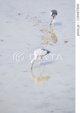 Anastomus oscitans, Asian openbill or Asian Openbill stork or Ciconia boyciana or  Oriental stork or bird 138497800