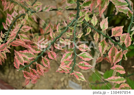 ダイギンリュウ（トウダイグサ科）ペディランサス 138497854