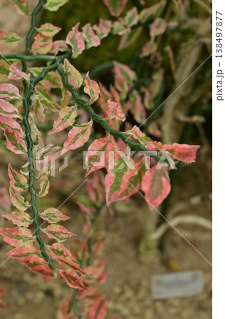 ダイギンリュウ（トウダイグサ科）ペディランサス 138497877