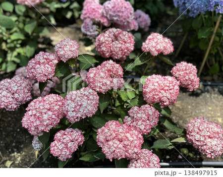 白とピンクの縁取りが可愛い紫陽花（あじさい・初夏の庭園・華やかな風景） 138497915