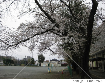 庭の中の桜。 庭の中の桜。 138497923