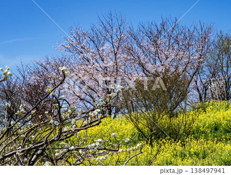 フラワーガーデン 138497941