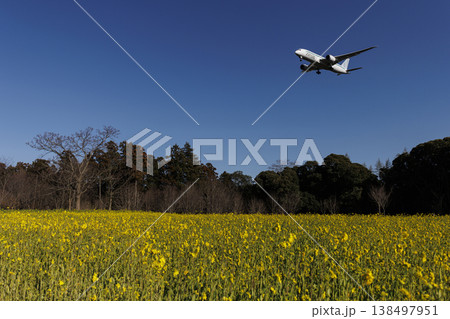 菜の花畑と飛行機 138497951