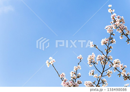穏やかな春に咲く凛とした桜の花のシンプルな風景 穏やかな春に咲く凛とした桜の花のシンプルな風景 138498086