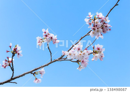 穏やかな春に咲く凛とした桜の花のシンプルな風景 穏やかな春に咲く凛とした桜の花のシンプルな風景 138498087