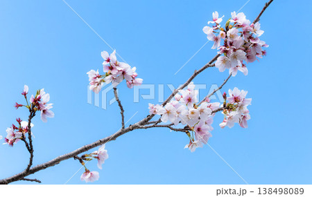 穏やかな春に咲く凛とした桜の花のシンプルな風景 穏やかな春に咲く凛とした桜の花のシンプルな風景 138498089