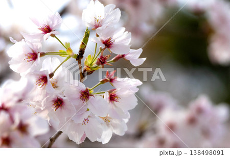 穏やかな春に咲く凛とした桜の花のシンプルな風景 穏やかな春に咲く凛とした桜の花のシンプルな風景 138498091