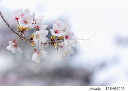 穏やかな春に咲く凛とした桜の花のシンプルな風景 138498093