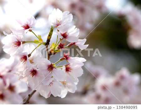 穏やかな春に咲く凛とした桜の花のシンプルな風景 138498095