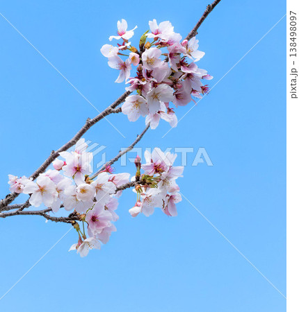 穏やかな春に咲く凛とした桜の花のシンプルな風景 穏やかな春に咲く凛とした桜の花のシンプルな風景 138498097