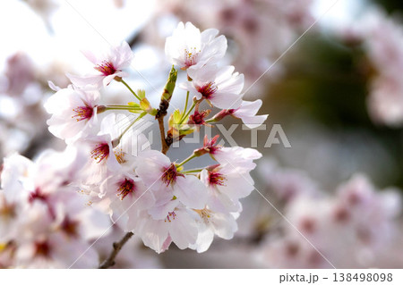 穏やかな春に咲く凛とした桜の花のシンプルな風景 138498098