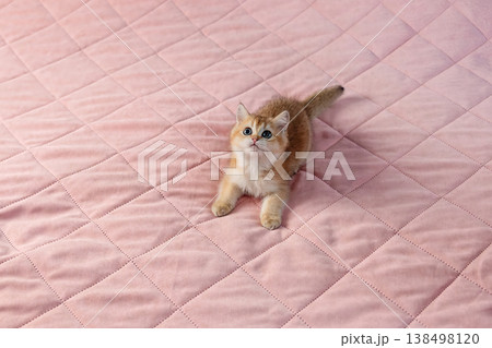 British breed kitten on a pink background. 138498120