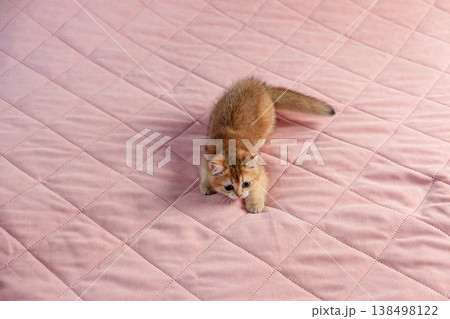 British breed kitten on a pink background. British breed kitten on a pink background. 138498122