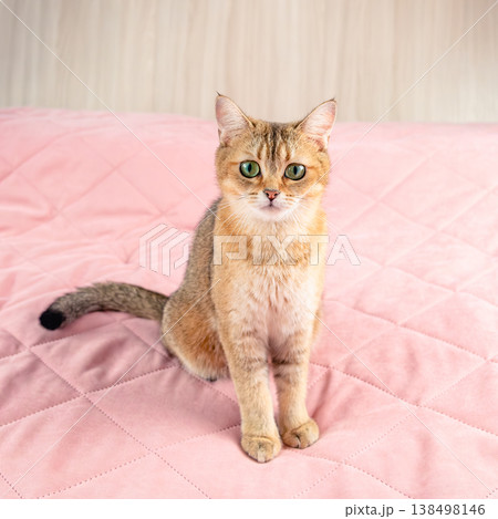 Cat British breed golden chinchilla at home 138498146