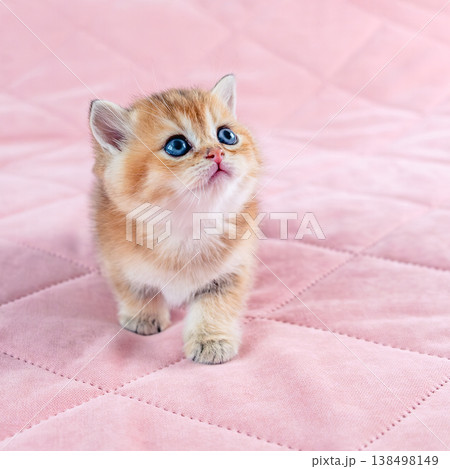 British breed golden chinchilla kitten. British breed golden chinchilla kitten. 138498149