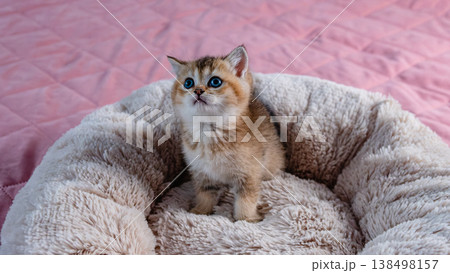 British breed golden chinchilla kitten 138498157