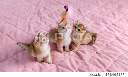A group of kittens play with a toy. 138498165