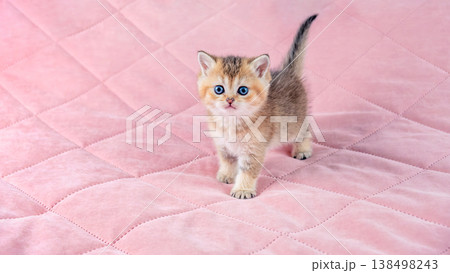 British breed golden chinchilla kitten. 138498243