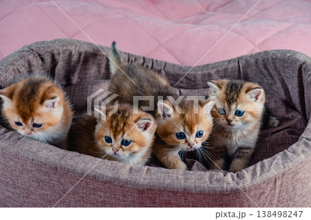 A group of kittens of the British breed in a cat bed. A group of kittens of the British breed in a cat bed. 138498247