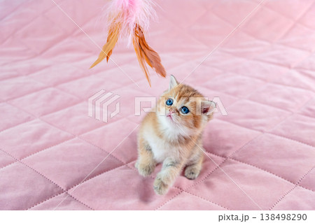 British breed golden chinchilla kitten. British breed golden chinchilla kitten. 138498290