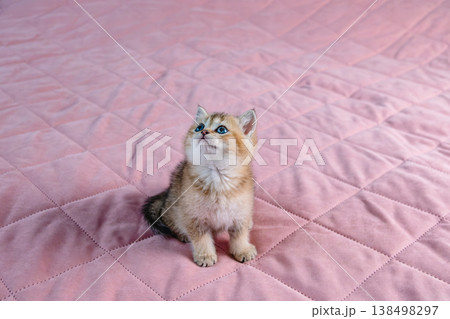 British breed kitten on a pink background. British breed kitten on a pink background. 138498297