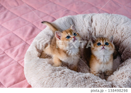 A group of kittens of the British breed in a cat bed. A group of kittens of the British breed in a cat bed. 138498298