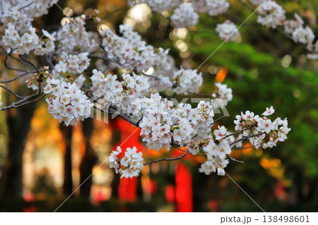 境内の桜 138498601