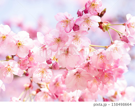 満開の河津桜 満開の河津桜 138498664