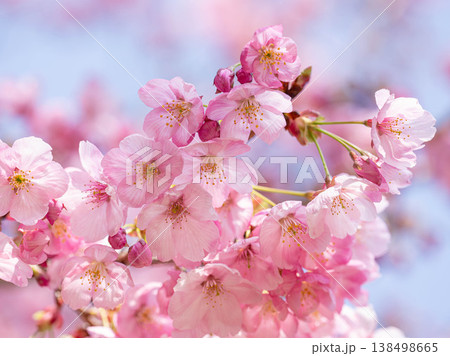 ピンクのかわいい河津桜 ピンクのかわいい河津桜 138498665