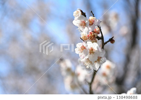 満開の梅の花と青空(新潟県新潟市江南区) 満開の梅の花と青空(新潟県新潟市江南区) 138498688