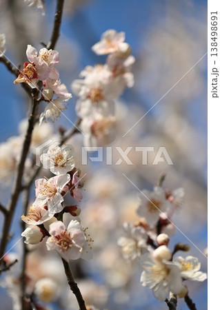 満開の梅の花と青空(新潟県新潟市江南区) 満開の梅の花と青空(新潟県新潟市江南区) 138498691