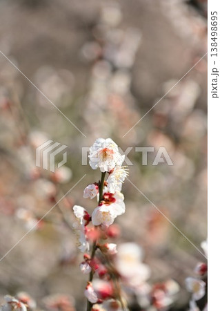 満開の梅の花と青空（新潟県新潟市江南区） 138498695