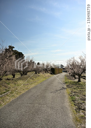 満開の梅の木が並ぶ梅の里通り(新潟県新潟市江南区) 満開の梅の木が並ぶ梅の里通り(新潟県新潟市江南区) 138498759