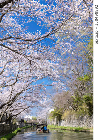 近江八幡・八幡掘　桜の季節 138498992