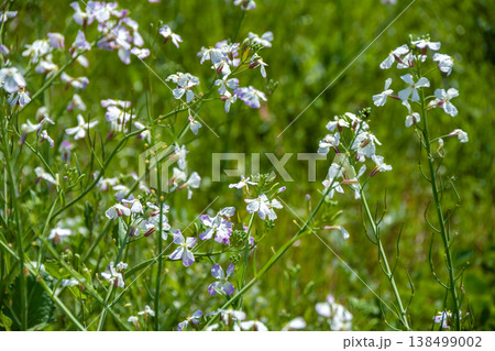 草原に生えるハマダイコンの花 138499002