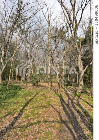 新潟市の新潟県庁の森の遊歩道(新潟県新潟市中央区) 新潟市の新潟県庁の森の遊歩道(新潟県新潟市中央区) 138499006