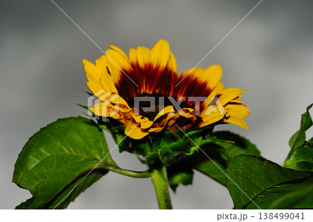 ひまわりの花 ひまわりの花 138499041