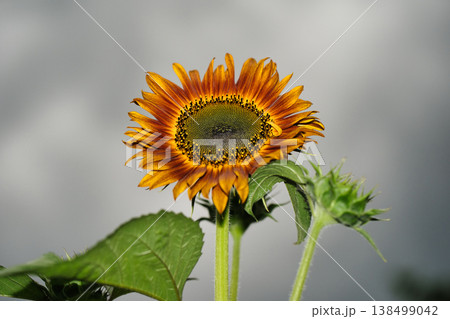 ひまわりの花 ひまわりの花 138499042