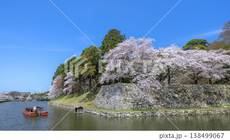 春の彦根城 春の彦根城 138499067