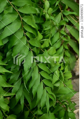 ウスバザミア(ザミア科)常緑小低木 ウスバザミア(ザミア科)常緑小低木 138499071