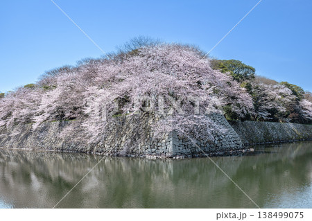春の彦根城 138499075