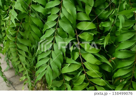 ウスバザミア（ザミア科）常緑小低木 138499076