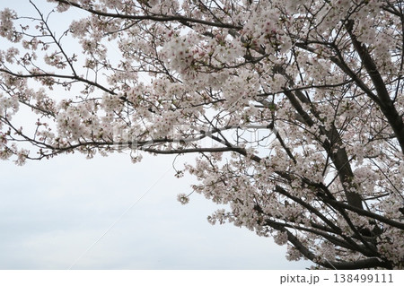 満開のソメイヨシノの桜の花 満開のソメイヨシノの桜の花 138499111